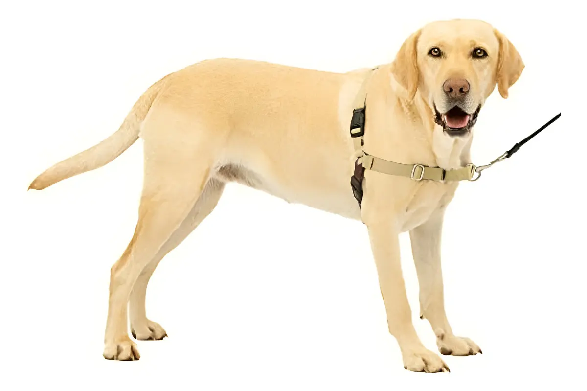 Labrador usando o peitoral PetSafe Easy Walk na cor bege