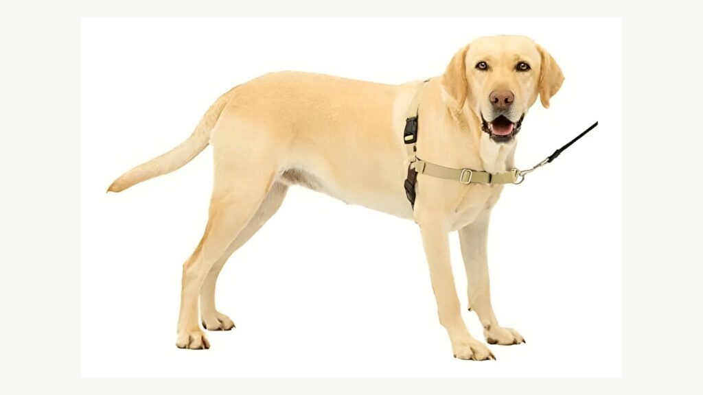 Cachorro usando o peitoral frontal PetSafe Easy Walk clássico